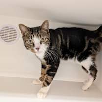 Thumbnail photo of Curly Joe #2