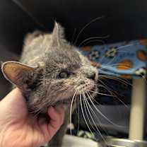 Thumbnail photo of Floralis #2