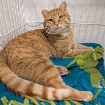 Thumbnail photo of Cecil #1