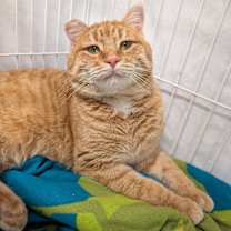 Thumbnail photo of Cecil #2