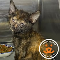 Thumbnail photo of Jena #2