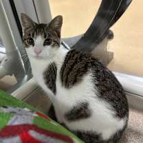 Thumbnail photo of Ice #3