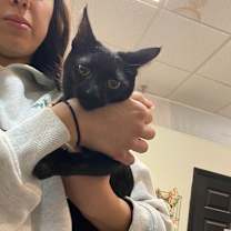 Thumbnail photo of Ozzy #1