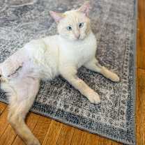 Thumbnail photo of Momo #4