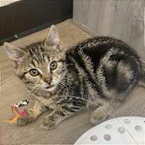 Thumbnail photo of Bob #1