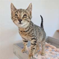 Thumbnail photo of Buddy #1