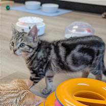 Thumbnail photo of Bob #2