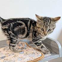 Thumbnail photo of Bob #3