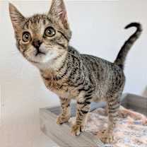 Thumbnail photo of Buddy #4