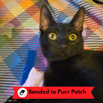 Thumbnail photo of Poppyseed #1