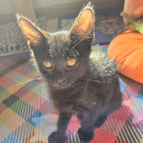 Thumbnail photo of Poppyseed #2