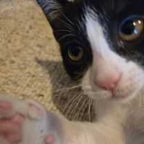 Thumbnail photo of Purr Patch #3