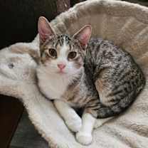 Thumbnail photo of Miko #1