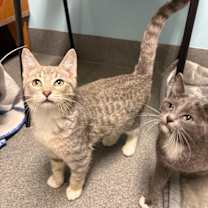 Thumbnail photo of Kahlan #2