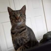 Thumbnail photo of SABRINA #3