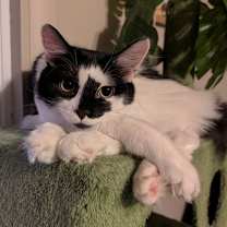 Thumbnail photo of MOCHI (BOB TAIL and BONDED WITH MISO) #1