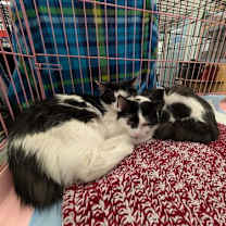 Thumbnail photo of MOCHI (BOB TAIL and BONDED WITH MISO) #4