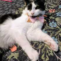 Thumbnail photo of MISO (BONDED PAIR) #1