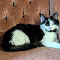 Thumbnail photo of MISO (BONDED PAIR) #2