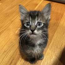 Thumbnail photo of Benito #1