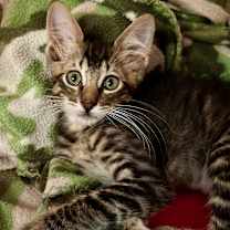 Thumbnail photo of Benito #2