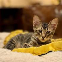 Thumbnail photo of Benito #3