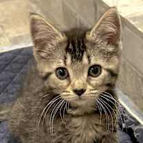 Thumbnail photo of Felis #1