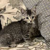 Thumbnail photo of Felis #2