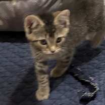 Thumbnail photo of Felis #3