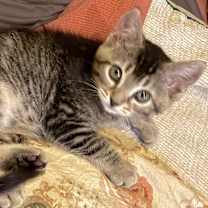 Thumbnail photo of Felis #4