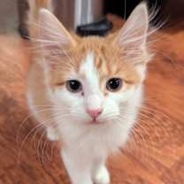 Thumbnail photo of Sam #1