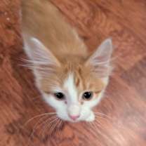 Thumbnail photo of Sam #2