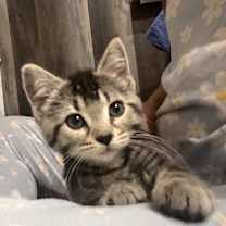 Thumbnail photo of Cactus #2