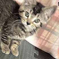 Thumbnail photo of Cactus #3