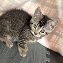 Thumbnail photo of Cactus #4