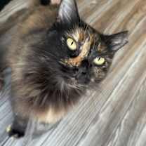 Thumbnail photo of Stella #3