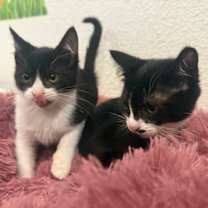 Thumbnail photo of Jinx #1