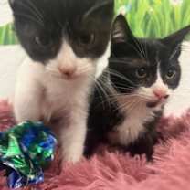 Thumbnail photo of Jinx #2