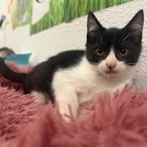 Thumbnail photo of Jinx #3