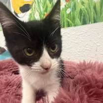 Thumbnail photo of Jinx #4