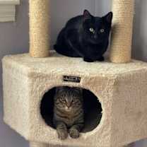 Thumbnail photo of Peanut and Blackberry #1