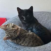 Thumbnail photo of Peanut and Blackberry #4