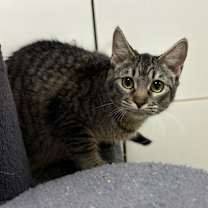 Thumbnail photo of Goldenrod TCR36 8/27/25 #1