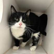 Thumbnail photo of Lovie #1