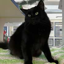 Thumbnail photo of Velvet Thunder #1