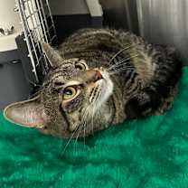 Thumbnail photo of Hodi #2