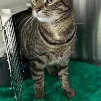 Thumbnail photo of Hodi #3