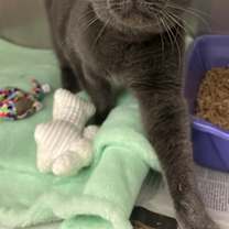 Thumbnail photo of Mister #3