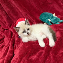 Thumbnail photo of Star #2