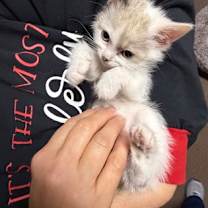 Thumbnail photo of Snowdrop #3